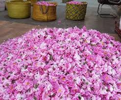 الطائف عروس المصايف السعودية الحاضنة للورد الطائفي الشهير جريدة الحقيقة الإلكترونية