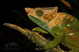 Click on the first link on a line below to go directly to a page where o'shaughnessy's chameleon is defined. Calumma Oshaughnessyi Madcham De