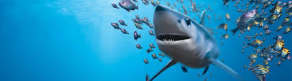 Nsu is the one of only two college athletic teams to use the mascot sharks with fellow division ii member hawaii pacific being the other. Undergraduate Experience Nova Southeastern University