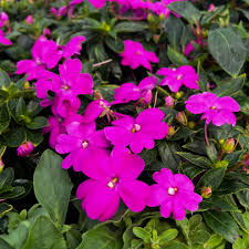 Image result for Impatiens sylvicola