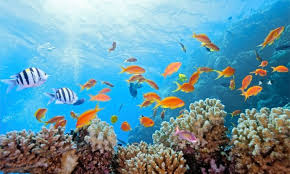 Col·legi La Milagrosa Cullera | ESTUDI FONS MARÍ DE CULLERA