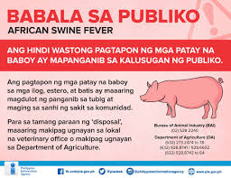 It was then described retrospectively in 1921 as a highly contagious hemorrhagic disease in both wild and domestic pigs. Sintomas Ng African Swine Fever Tagalog Colonialismo Trasiegos Y Dualidades Solfa Syllable Fiebre Amarilla