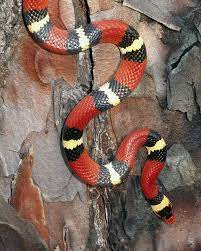 Lampropeltis Triangulum Elapsoides Scarlet Kingsnake Apalachicola National Forest Liberty County Florida Reptiles And Amphibians Snake Lovers Snake