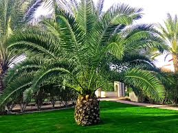 Our work can be seen in orange, riverside, los angeles, and san bernandino county. How To Create A Outdoor Oasis With Palms Trees Shrubs