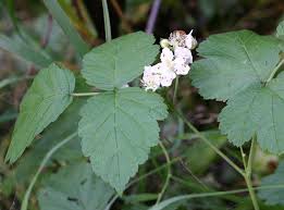 Image result for Rubus kirungensis