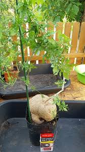 Image result for Kedrostis africana