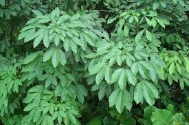 Image result for Hevea brasiliensis