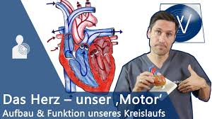 Unser Herz Blutkreislauf Einfach Erklart Anatomie Funktion Und Physiologie Vom Lebensmotor Youtube