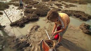 Peche A Pied A Cherrueix Youtube