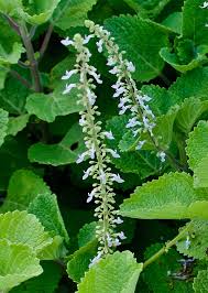 Image result for Coleus barbatus