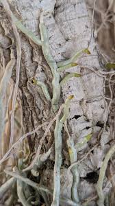 Image result for Microcoelia exilis