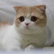The munchkin is a cat breed that sprang from a natural genetic mutation. Baby Munchkin Kitten Is Unbearably Adorable