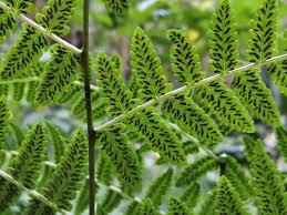 Image result for Diplazium humbertii