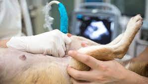 Pin On Canine Cancer