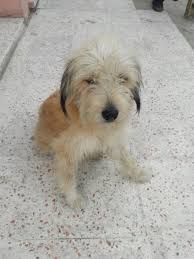 Okulumuzun Cani Prenses Canta