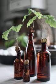 How To Grow An Acorn In Water Tree Seedlings Plants Planting Flowers