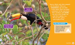 Rain Forest Food Chains Jump Inc