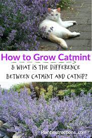 How To Grow Catmint Growing Herbs Herb Garden Home Vegetable Garden