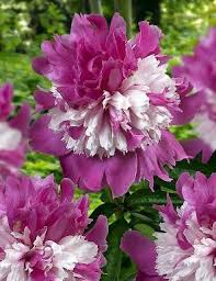 Burgeon gentle big flowers in the garden.can be used to create a postcard. Paeonia Peonies Assortment Peonies Garden Unusual Flowers Bulb Flowers