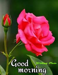 New 631 Good Morning Image Good Morning Images Quotes Good Morning Image For Love Good Morning Images Flowers Good Morning Roses Good Morning Flowers