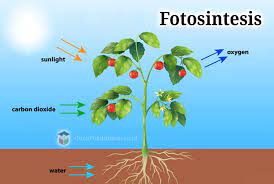 Pada mesofil inilah sebagian besar proses fotosintesis berlangsung. Pengertian Fotosintesis Reaksi Proses Rumus Fungsi Contoh