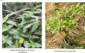 Image result for Aspilia africana