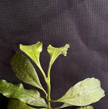 Image result for hoya multiflora