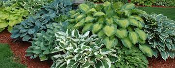 For lush ground cover plants with attractive foliage, shop hostas from spring hill. Budd Gardens Perennial And Hosta Nursery And Garden Ottawa Ontario