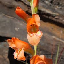 Image result for Gladiolus crassifolius