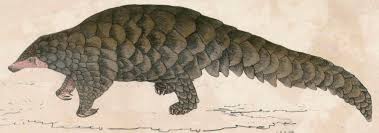 Pangolin is the world leader for laser display systems. Pangolins Are They To Blame National Center For Science Education