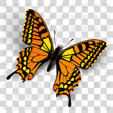 Butterfly Transparent Realistic Butterfly On Transparent Background Vector Jpg Clipartix Choose from over a million free vectors, clipart graphics, vector art images, design templates, and illustrations created by artists worldwide! transparent background vector jpg