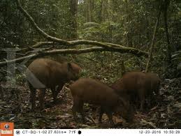 Berikut adalah cara membuat urutan babi atau celeng, urutan khas daerah bali yang biasa di dendeng atau di keringkan, ada juga yang langsung di goreng atau. Badan Karantina Musnahkan 4 637 Ton Daging Celeng Ilegal