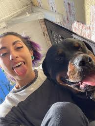 Rehoming 2 year old Saint Bernard in New York