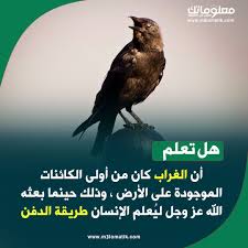 هل تعلم الغراب Movie Posters Movies Lockscreen