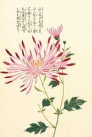 This Is By Japanese Artist Kan En Iwasaki Called Honzo Zufu Spider Crysanthemum I Love The Balance Of Color S Japanese Art Botanical Prints Flower Art