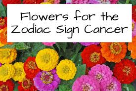 We love their tenacious, loving attitudes and have some ideas of the perfect flowers to gift them! What Flower Represents Cancer Zodiac