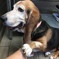 We did not find results for: My Pets Vet 2 Tips