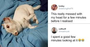 The pittie party of central florida said that they got a call three weeks ago from a veterinarian's office asking for them to help. A Confusing Photo Of A Strange Animal Goes Viral On Twitter And It Might Confuse You As Well Bored Panda