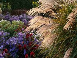 Image result for Miscanthus violaceus