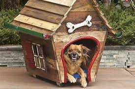 Wie Man Die Richtige Hundehutte Kauft