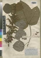 Image result for Macaranga angolensis