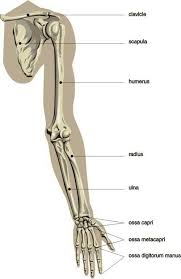 A long bone is one that is cylindrical in shape, being longer than it is wide.keep in mind, however, that the term describes the shape of a bone, not its size. Pin By Aaron D On Skulls Arm Anatomy Anatomy Bones Human Body Anatomy