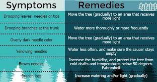 How To Take Care Of Norfolk Island Pines Norfolk Pine Care Norfolk Pine Indoor Vegetable Gardening