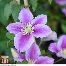 We did not find results for: Clematis Piilu Plants Thompson Morgan