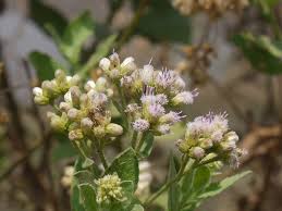 Image result for Pluchea ovalis