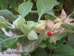 Image result for Withania somnifera