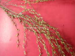 Image result for Arundinella