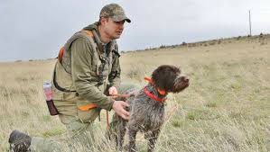 Search classifieds for wirehaired pointing griffon hunting dogs. Pipestar Kennels Wirehaired Pointing Griffons Facebook