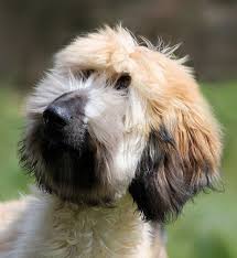 Img 0174 Afghan Hound Puppy Afghan Hound Hound Breeds