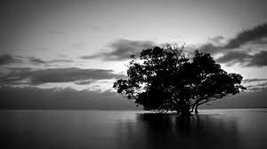 Check spelling or type a new query. 70 Hd Black And White Wallpapers For Free Download Resolution 1080p Tree Wallpaper Black And White Nature Photography Black And White Wallpaper